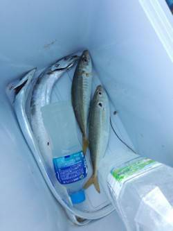 明け方より武庫川一文字へ釣行　引き釣りでタ…